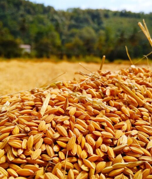 shalitha-dissanayaka-w-iVGVdZvt4-unsplash shalitha-dissanayaka-w-iVGVdZvt4-unsplash