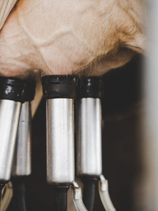 Cow milking facility and mechanized milking equipment Cow milking facility and mechanized milking equipment