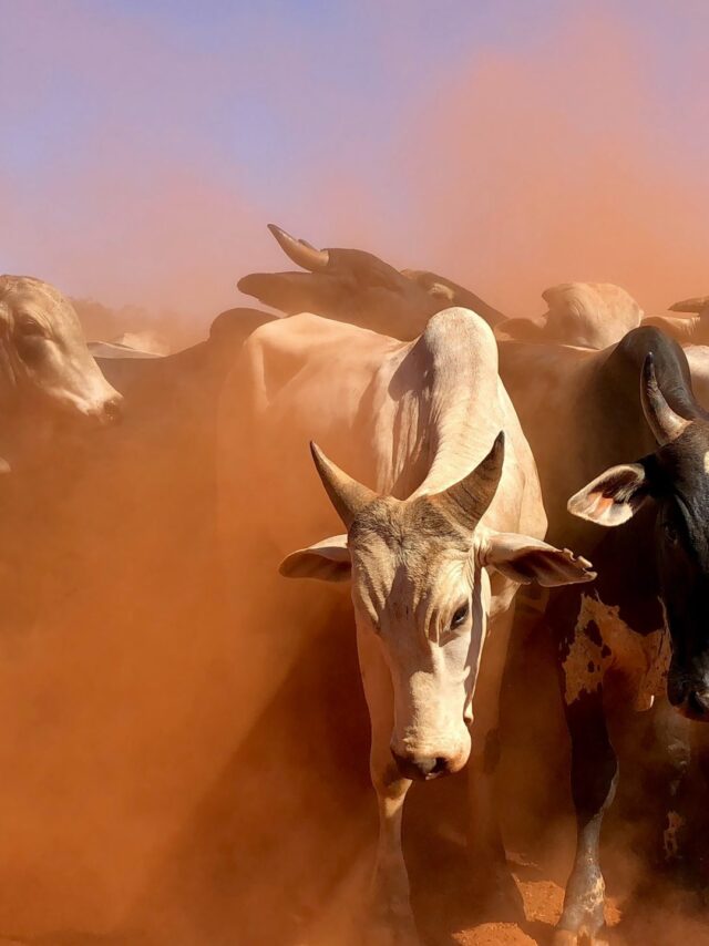 juliana-amorim-PidIm_k0Un8-unsplash juliana-amorim-PidIm_k0Un8-unsplash