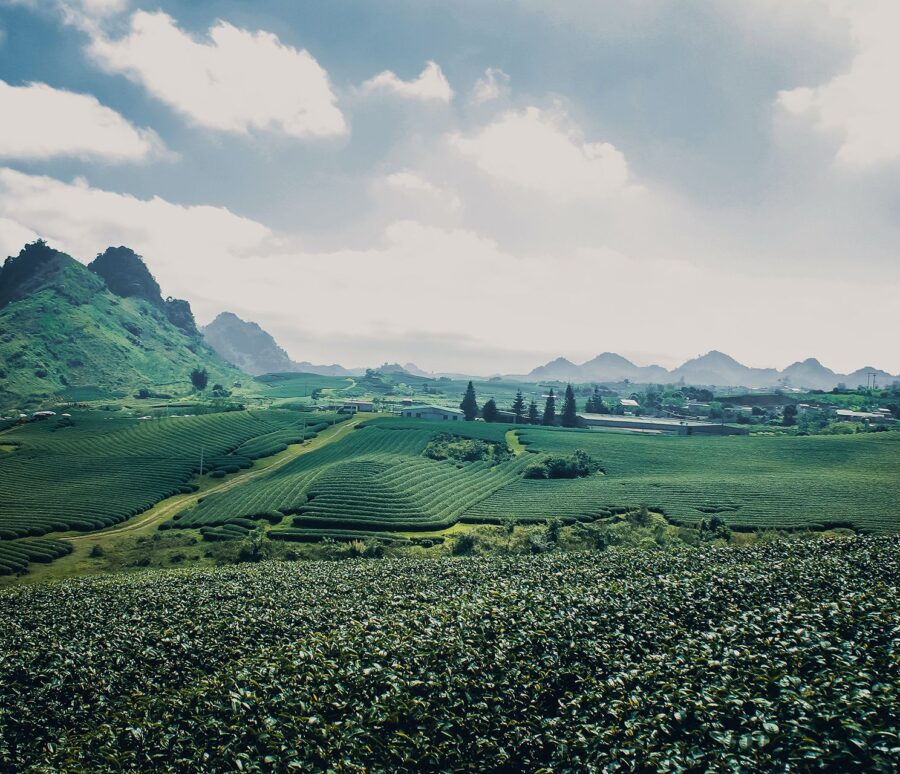 vu-viet-anh-LTyS89HMCCc-unsplash vu-viet-anh-LTyS89HMCCc-unsplash